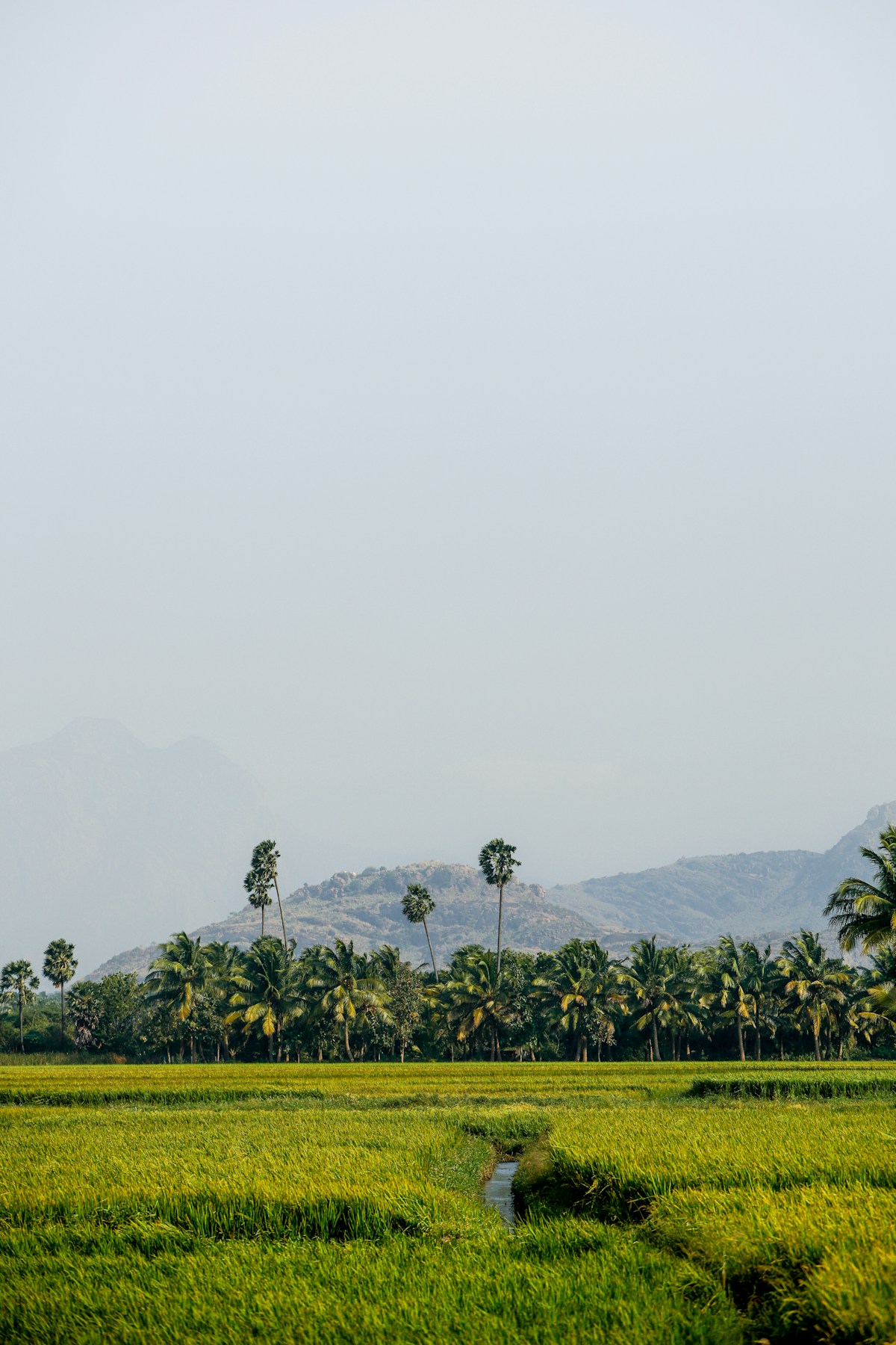 Lush green paddy fields in southern India